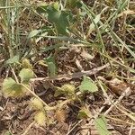 Xanthium strumariumFruit