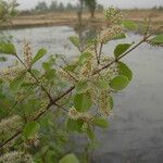 Combretum micranthum Blüte
