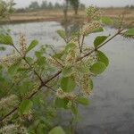 Combretum micranthum ফুল