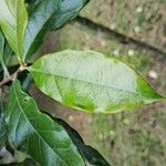 Campomanesia phaea Leaf