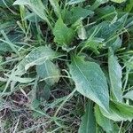 Verbascum nevadense Leaf