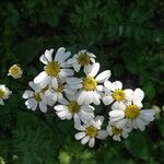 Tanacetum corymbosumപുഷ്പം