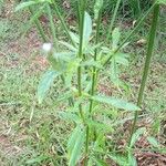 Verbena litoralis Leaf