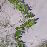Canavalia rosea ഇല