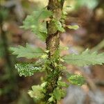 Trichomanes erosum Folha