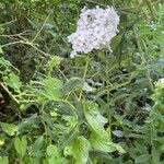 Phlox maculata