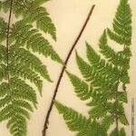 Dryopteris aemula Muu