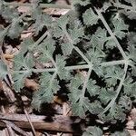 Echinophora tenuifolia Leaf
