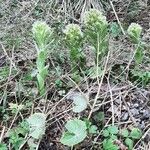 Petasites albusFlor