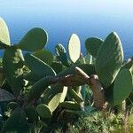 Opuntia maxima Leaf