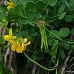 Coronilla vaginalis Fruit