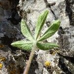 Potentilla caulescens Φύλλο