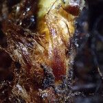 Dryopteris pentheri Sonstige