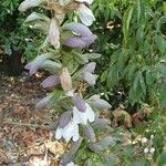 Acanthus mollisFlower