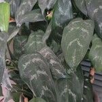 Aglaonema commutatum叶