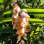 Alpinia zerumbet Blüte