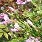 Matthiola incana Flower