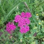 Achillea distansKvet