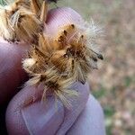 Platanus x hispanica फल