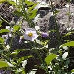 Solanum umbelliferum Λουλούδι