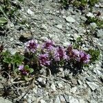 Thymus polytrichus Övriga