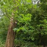 Quercus × rosacea Blad