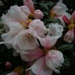 Rhododendron tsariense Flower