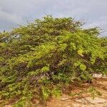 Prosopis juliflora Habitus