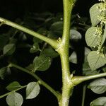 Phyllanthus acuminatus 果