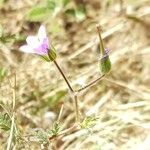 Erodium botrys Flor