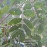 Erythrostemon mexicanus Leaf
