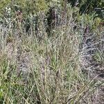 Eragrostis elongata Habitat