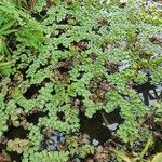 Salvinia natans Leaf