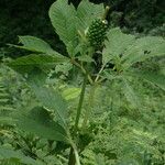 Arisaema tortuosum Hábitos