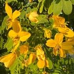 Senna surattensis 花