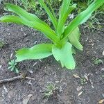 Crinum macowanii Folha