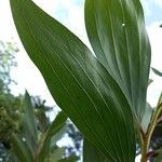 Acacia mangium Leaf