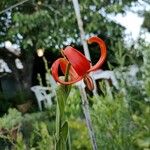 Lilium pomponium Flower