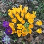 Crocus chrysanthus Hábito