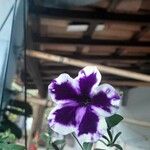 Petunia × atkinsianaFlor