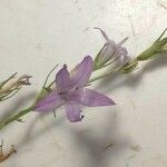 Campanula rapunculus花