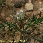 Torilis leptophylla Hábito