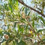 Baccharis salicina Diğer
