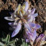 Lupinus sellulus Flower
