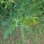 Sclerocarya birrea Folha