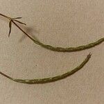 Crucianella latifolia Žiedas