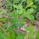 Baptisia tinctoria Лист