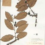 Eschweilera tenuifolia