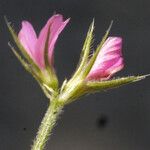 Onobrychis crista-galli Flor