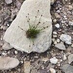 Juncus bulbosus Habit